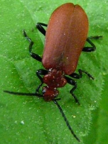 Pyrochroa serraticornis