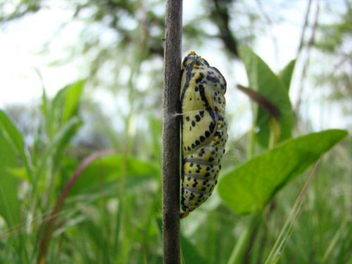 Réf. 56 453 : Aporia crataegi