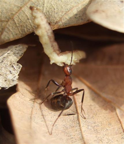 Formica rufa