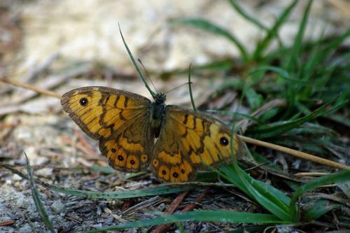Réf. 56 671 : Lasiommata megera