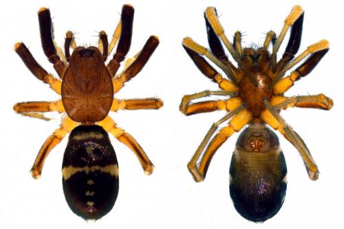 Réf. 56 552 : Micaria pulicaria
