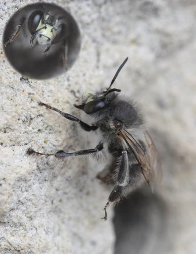 Réf. 57 143 : Anthophora plumipes