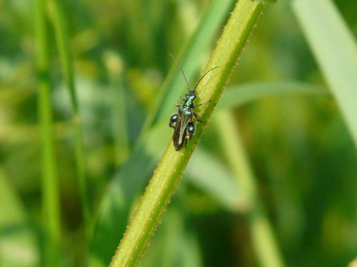 Réf. 57 400 : Oedemera nobilis