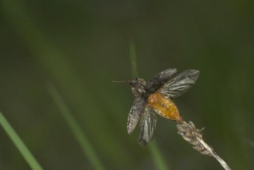 Réf. 57 287 : Agrypnus murinus