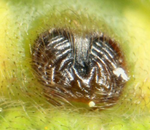 Réf. 57 228 : Micrommata ligurina