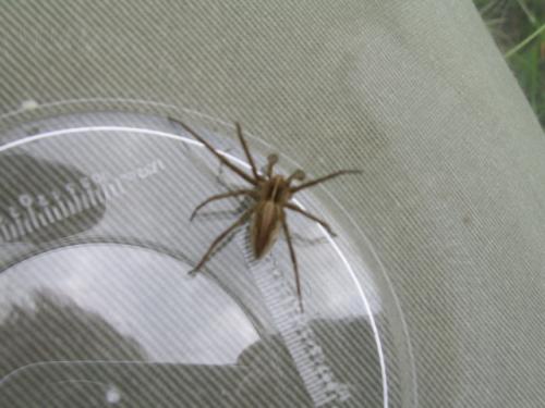 Réf. 57 115 : Pisaura mirabilis