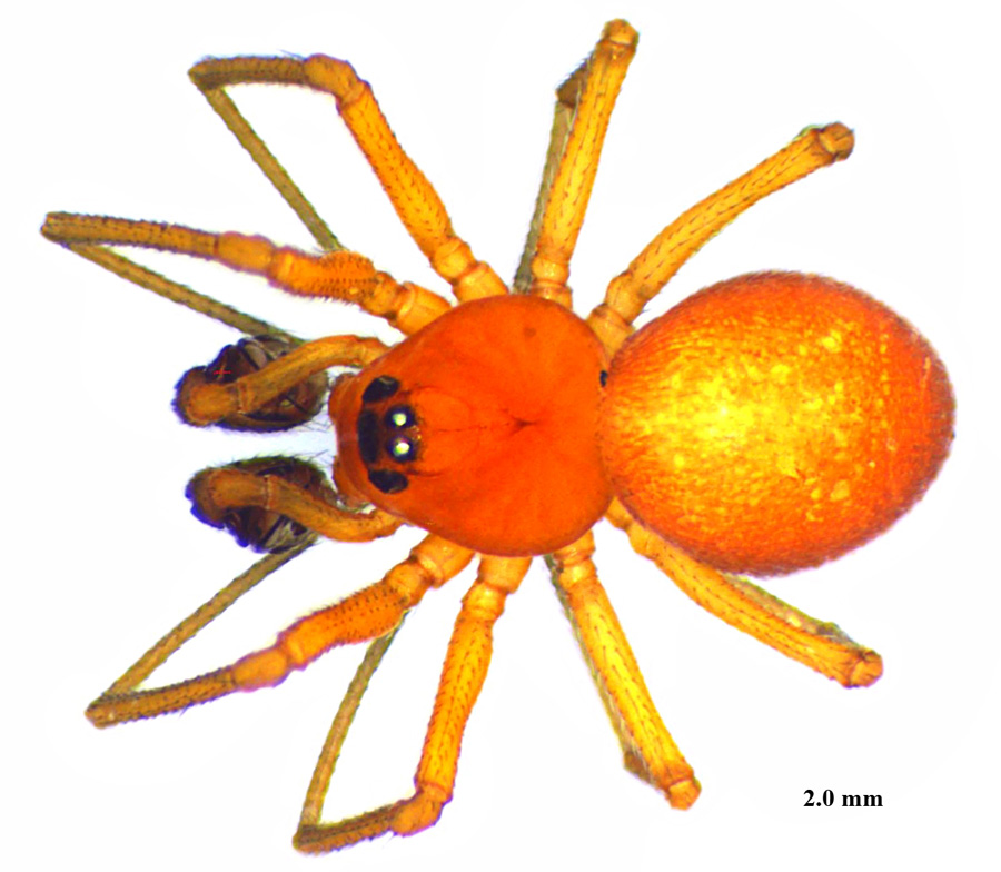 Pierre OGER - Nematogmus sanguinolentus - réf. 57655 (900 x 784 pixels, 196 ko)