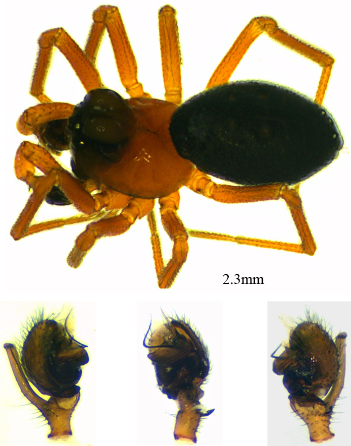 Pierre OGER - Hypomma bituberculatum - réf. 57808 (709 x 900 pixels, 203 ko)