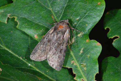 Réf. 58 433 : Lycophotia molothina