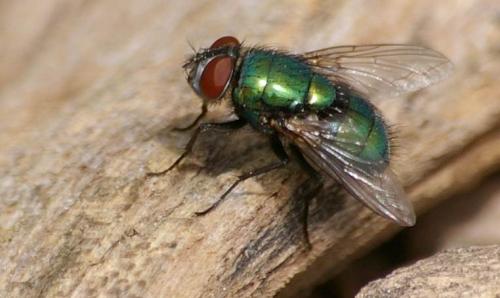 Réf. 58 059 : Lucilia sericata