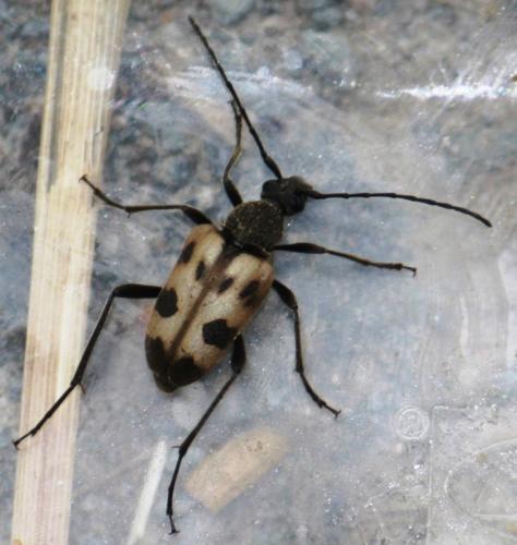 Pachytodes cerambyciformis