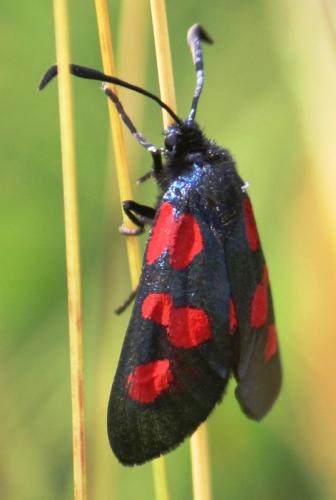 Réf. 58 984 : Zygaena trifolii