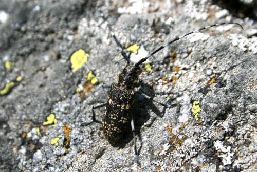 Monochamus sutor