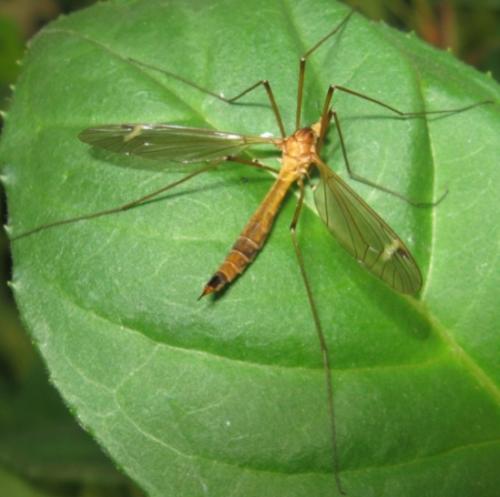Réf. 59 144 : Tipula lunata