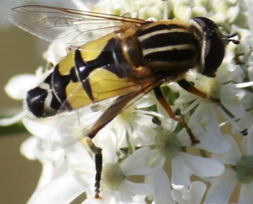 Réf. 59 719 : Helophilus trivittatus