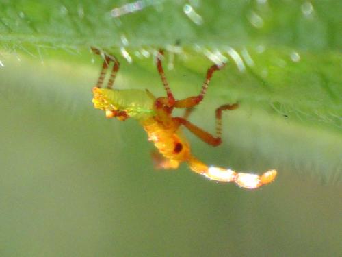 Réf. 59 138 : Gonocerus acuteangulatus