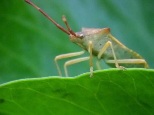 Réf. 59 185 : Gonocerus acuteangulatus