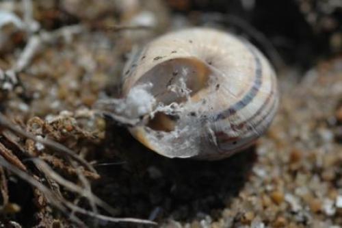 Réf. 59 511 : Pellenes nigrociliatus