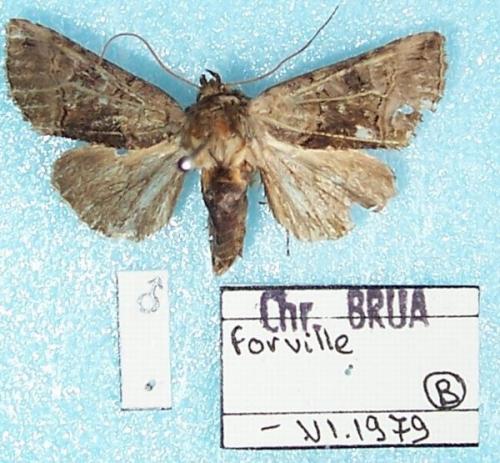 Réf. 6 729 : Abrostola tripartita