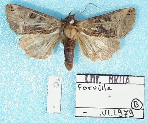 Abrostola tripartita