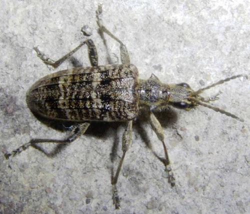 Réf. 6 741 : Rhagium inquisitor