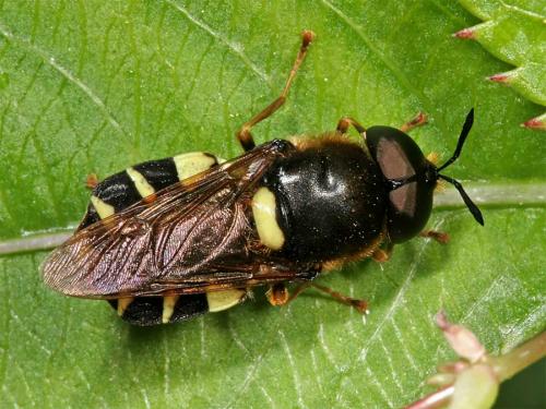 Réf. 6 757 : Stratiomys potamida