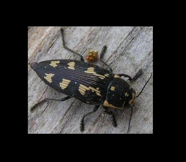 bobgaia - Buprestis (Buprestis) novemmaculata - réf. 6360 (601 x 522 pixels, 40 ko)