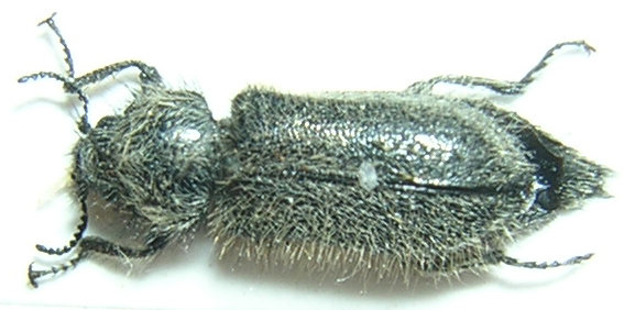 DG - Enicopus (Enicopus) ater ater - réf. 6531 (567 x 282 pixels, 112 ko)