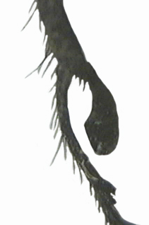 DG - Enicopus (Enicopus) ater - réf. 6537 (211 x 318 pixels, 26 ko)