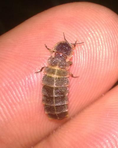Réf. 60 978 : Lampyris noctiluca