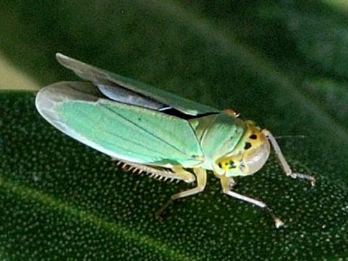 Réf. 60 983 : Cicadella viridis