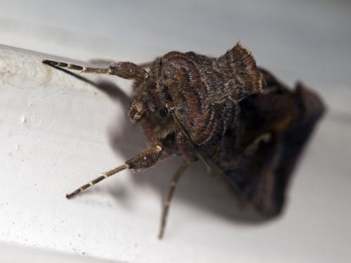 Réf. 60 748 : Autographa gamma