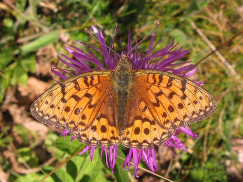 Réf. 60 698 : Argynnis aglaja