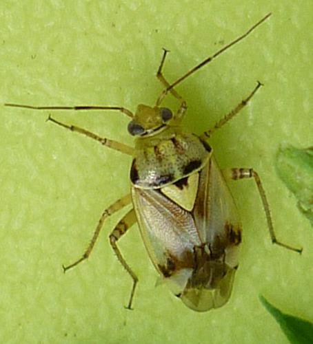 Lygus sp.