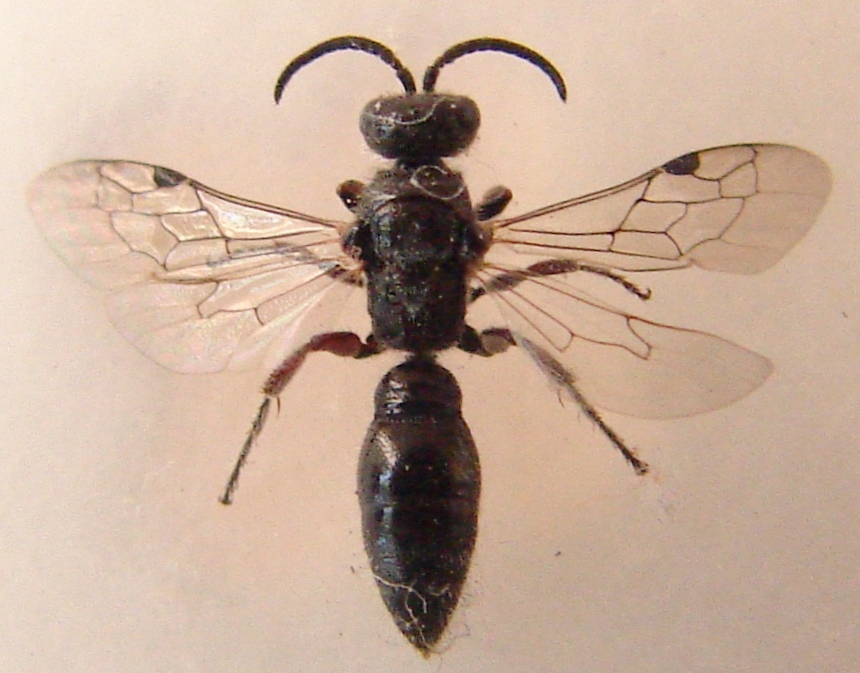 Phil - Tiphia (Tiphia) femorata - réf. 60984 (860 x 673 pixels, 197 ko)