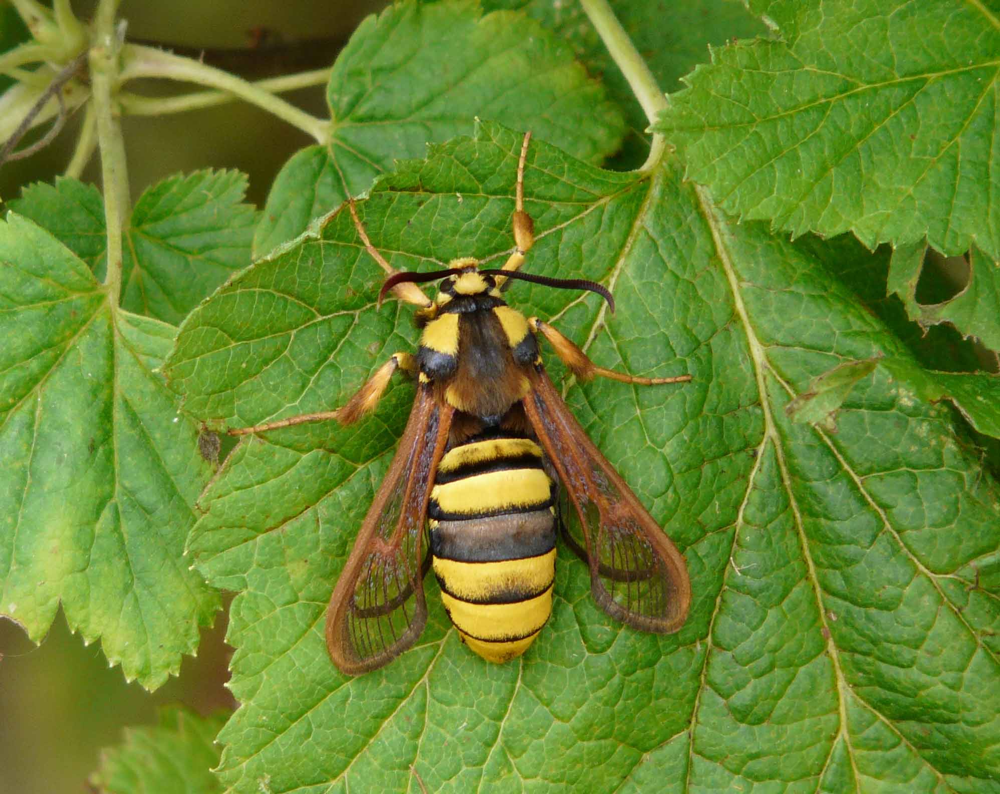 Marie Annie - Sesia apiformis - réf. 60338 (1996 x 1584 pixels, 211 ko)