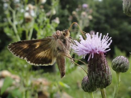 Réf. 61 146 : Autographa gamma