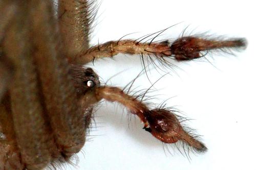 Tegenaria parietina