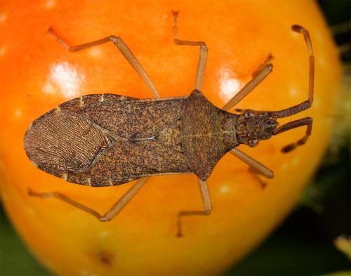 Réf. 61 768 : Gonocerus acuteangulatus