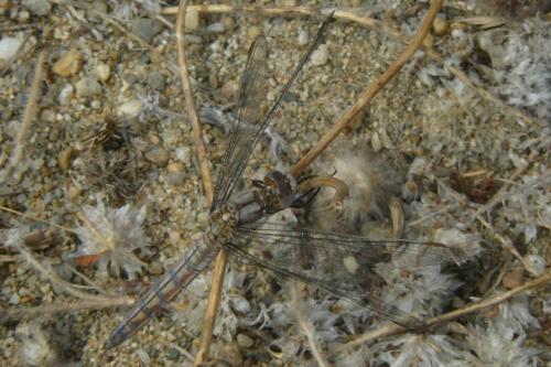 Réf. 61 925 : Orthetrum brunneum