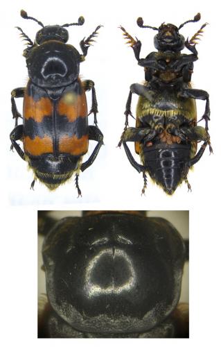 Nicrophorus Vespillo Photo Stephane Vassel Galerie Insecte Org