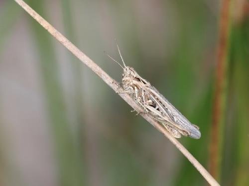 Réf. 61 299 : Chorthippus sp.