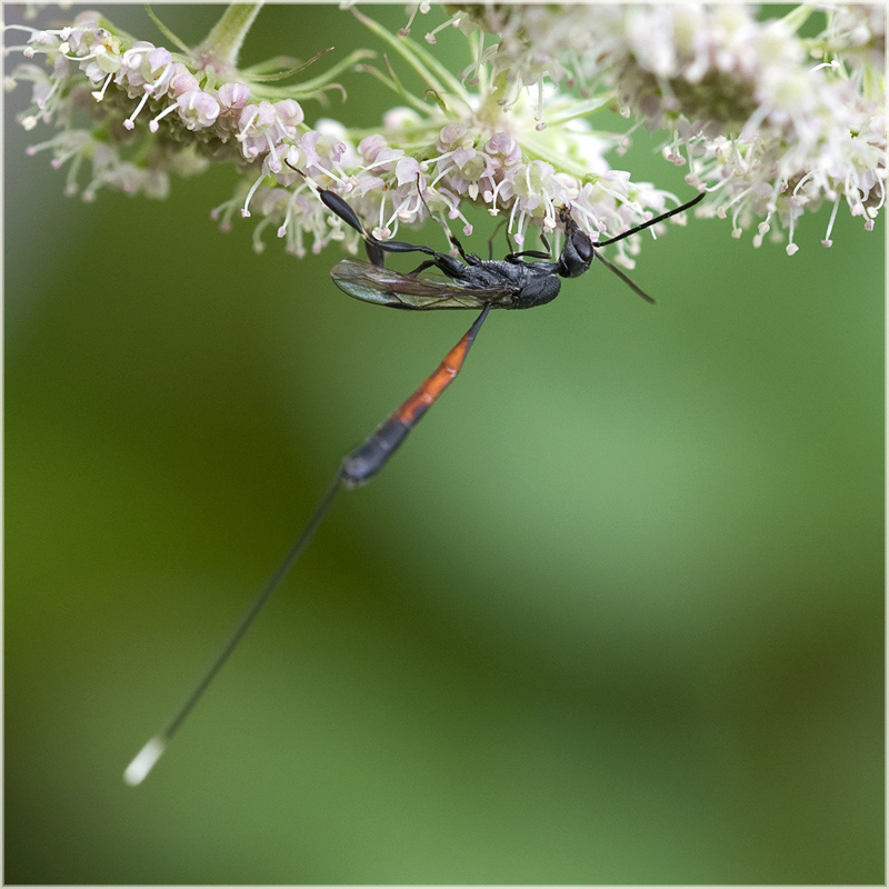 Eugène Vandebeulque - Gasteruption sp. - réf. 61735 (800 x 800 pixels, 206 ko)
