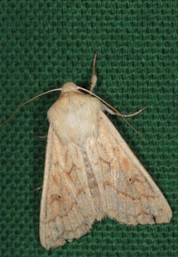 Réf. 62 843 : Mythimna vitellina
