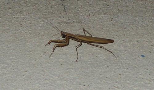Réf. 62 323 : Mantis religiosa