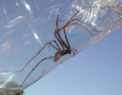 Réf. 62 230 : Tegenaria parietina