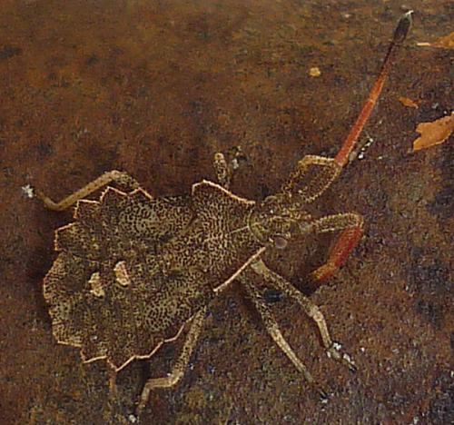 Enoplops scapha