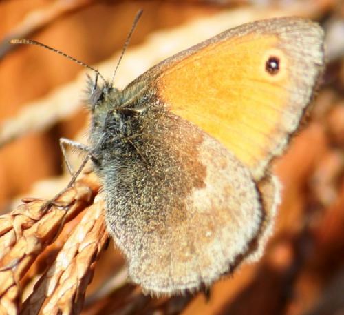Coenonympha pamphilus