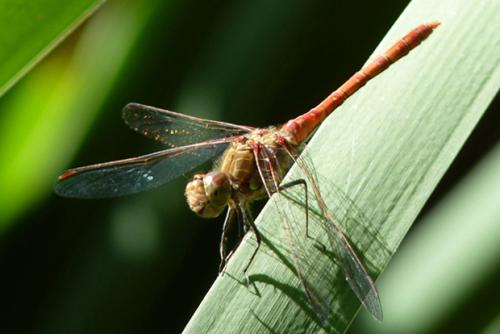 Sympetrum striolatum