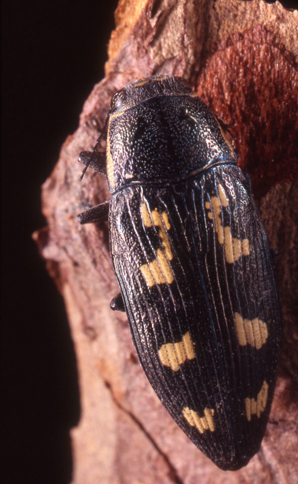 Arnaud Ville - Buprestis (Buprestis) novemmaculata - réf. 62648 (591 x 958 pixels, 141 ko)